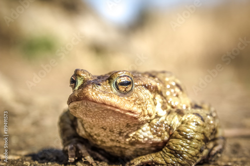 Frog close portrait near bog