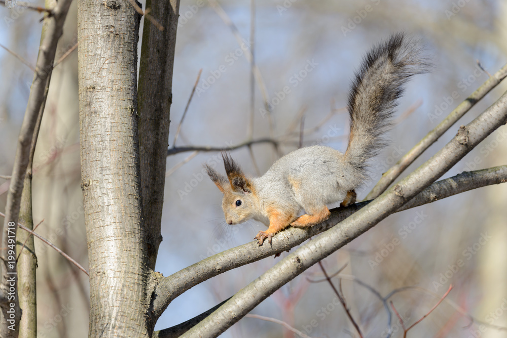 Red eurasian squirrel Red eurasian squirrel