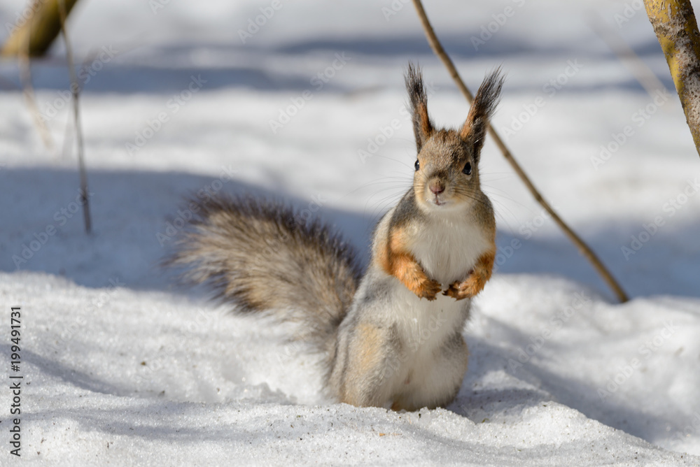 Obraz premium Red eurasian squirrel