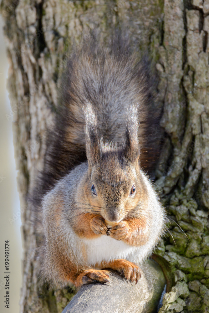 Fototapeta premium Red eurasian squirrel