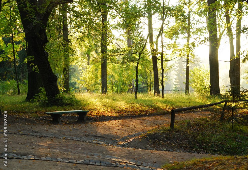 Fototapeta premium path in the park