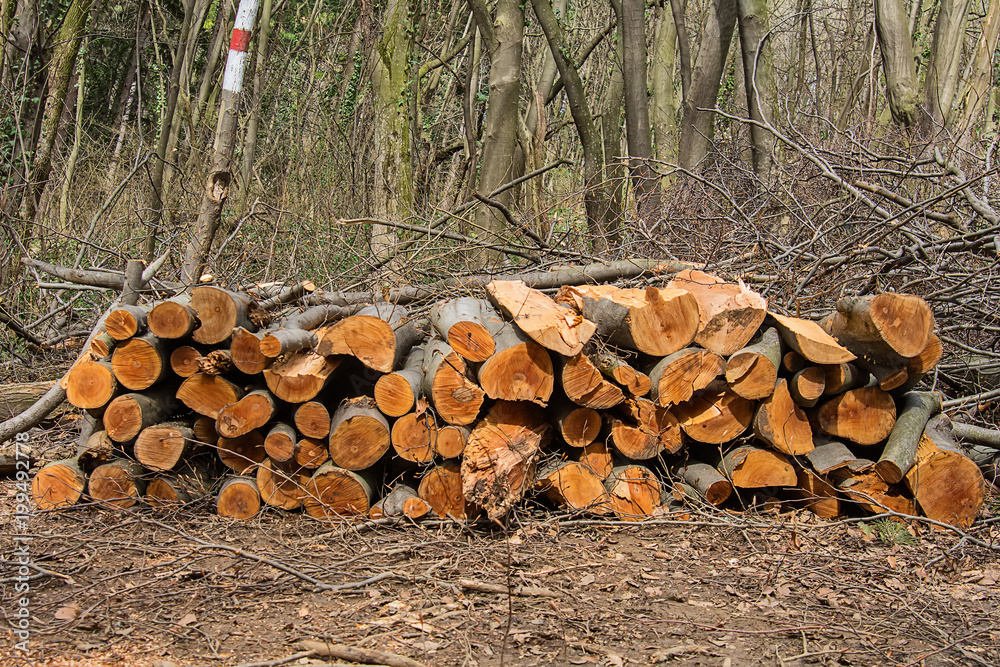 Naklejka premium Pile of wood in the forest