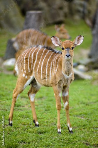 Tragelaphus angasii,Tragelaphus buxtoni photo