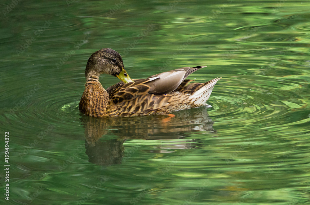 Fototapeta premium female duck in the green water is washing the feathers.