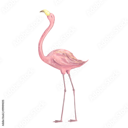Pink flamingo digital clip art cute bird