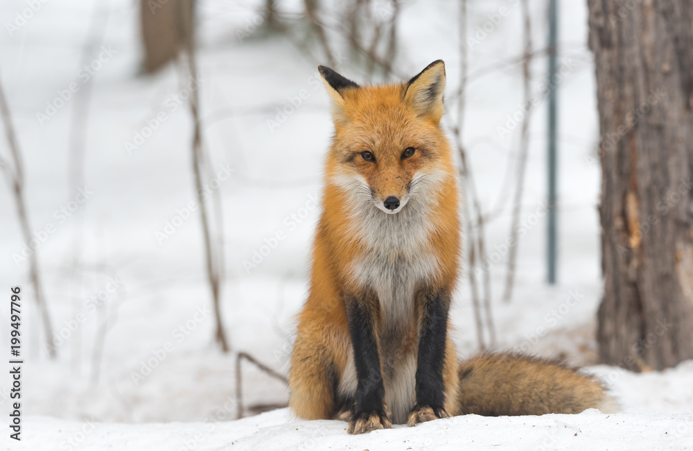 Red Fox - Vulpes vulpes, healthy specimen in his habitat in the woods ...