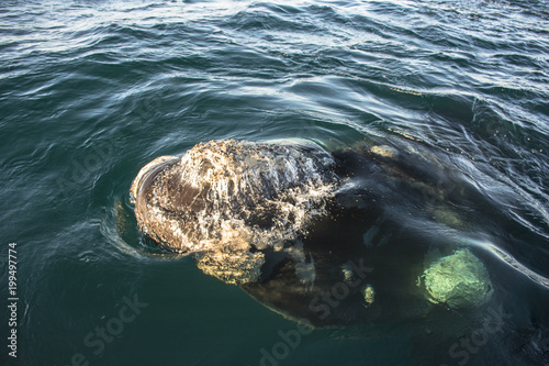 Southern right whale swimming on the sea in Puerto Piramides, Patagonia, Argentina