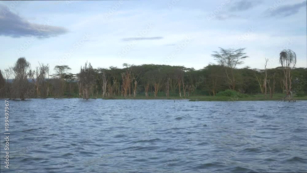 Trees in the water Trees in the water