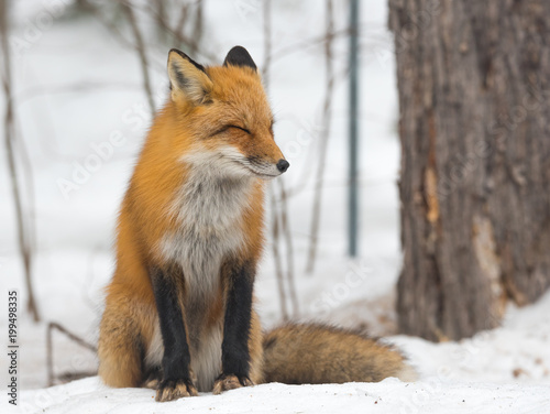 Red Fox - Vulpes vulpes, healthy specimen in his habitat in the woods, sits down and seems to pose for the camera.   © valleyboi63