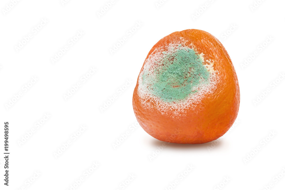 Mold On Food Orange Color Texture Stock Photo 1086279044