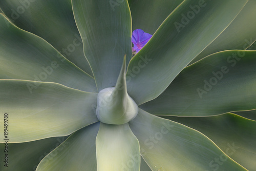 Blüte in Sukkulente