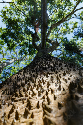 Dornenbaum