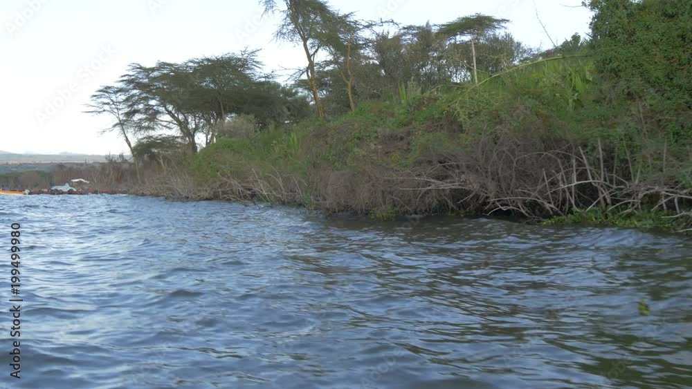 Plants and trees on the shore Plants and trees on the shore