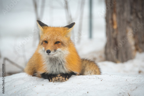 Red Fox - Vulpes vulpes, healthy specimen   In his habitat in the woods, relaxes, lays down and seems to pose for the camera. © valleyboi63
