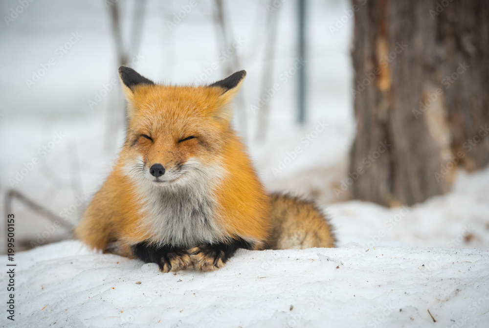 Obraz premium Red Fox - Vulpes vulpes, healthy specimen In his habitat in the woods, relaxes, lays down and seems to pose for the camera.