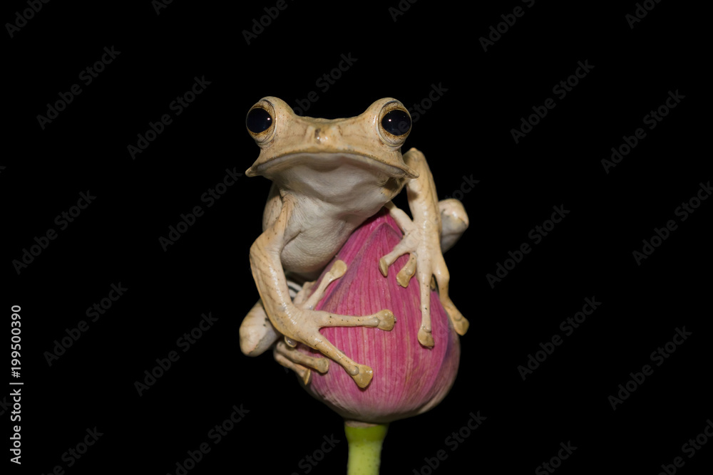 Fototapeta premium Eared frog sitting on bud with black background, frog, animal, tree frog