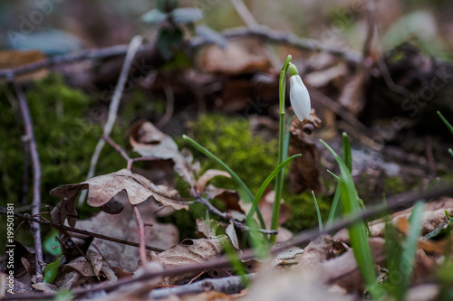 Galanthus, snowdrop three flowers against the background of trees.