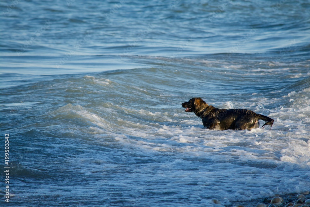 Dog swimming in Lake Michigan attaching the waves as the come in. Dog swimming in Lake Michigan attaching the waves as the come in.