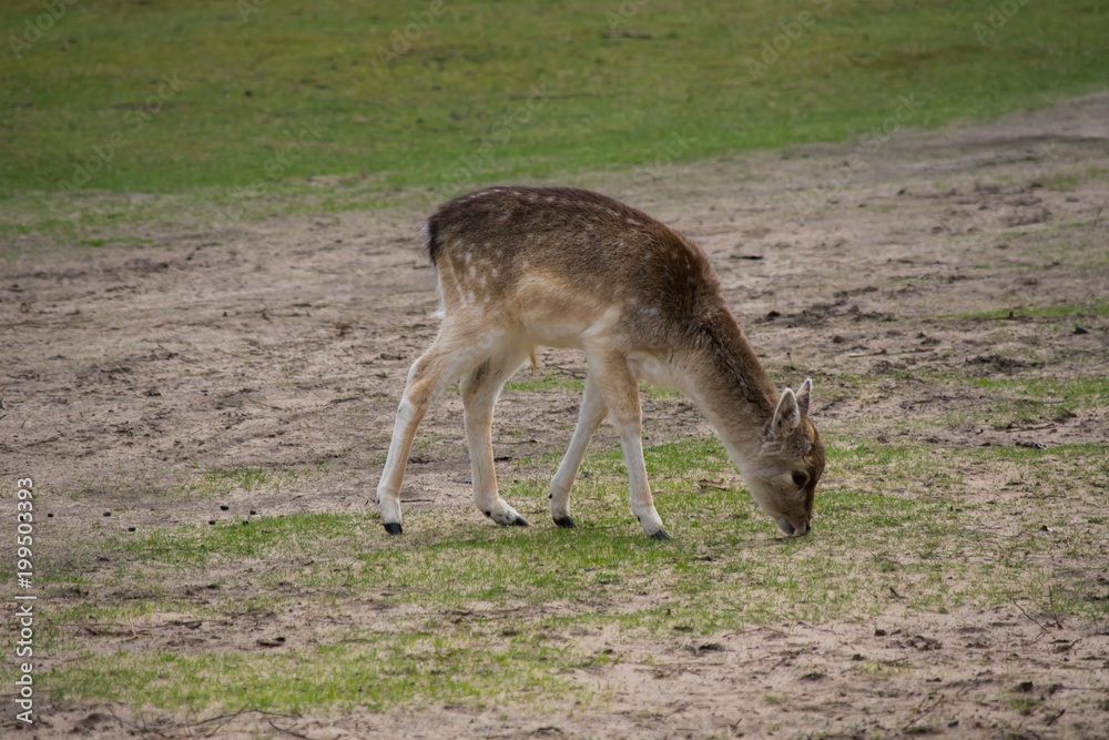 Fallow Deer Forest Spring Brown Grass Tree Leaves Fallow Deer Forest Spring Brown Grass Tree Leaves