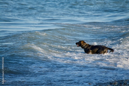 Dog swimming in Lake Michigan attaching the waves as the come in. 