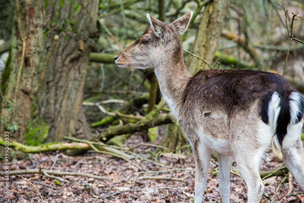 Fallow Deer Forest Spring Brown Grass Tree Leaves