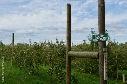 Apple Orchard 