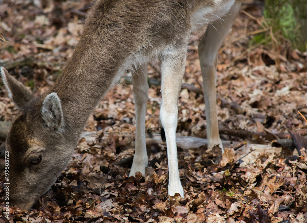 Fototapeta premium Fallow Deer Forest Spring Brown Grass Tree Leaves