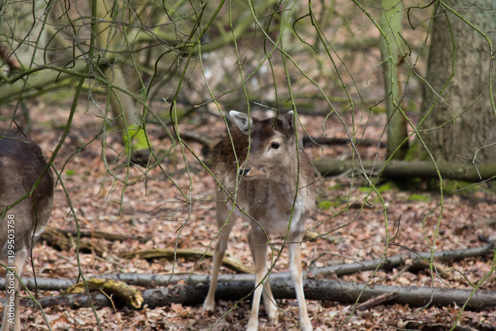 Fallow Deer Forest Spring Brown Grass Tree Leaves Fallow Deer Forest Spring Brown Grass Tree Leaves