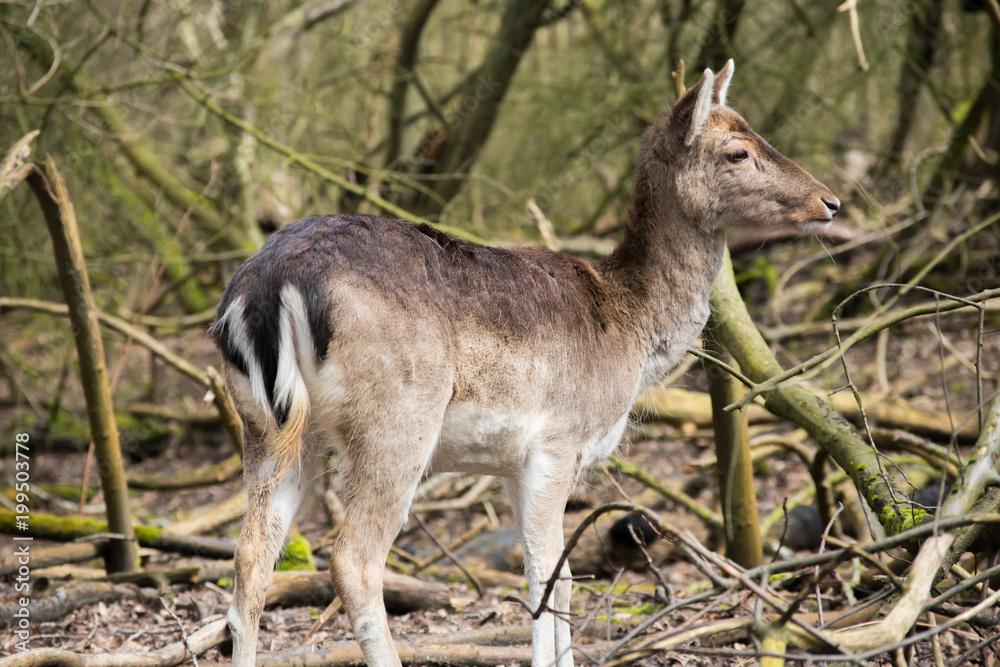 Fallow Deer Forest Spring Brown Grass Tree Leaves Fallow Deer Forest Spring Brown Grass Tree Leaves