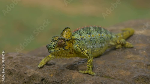 Chameleon slowly walking on a stone