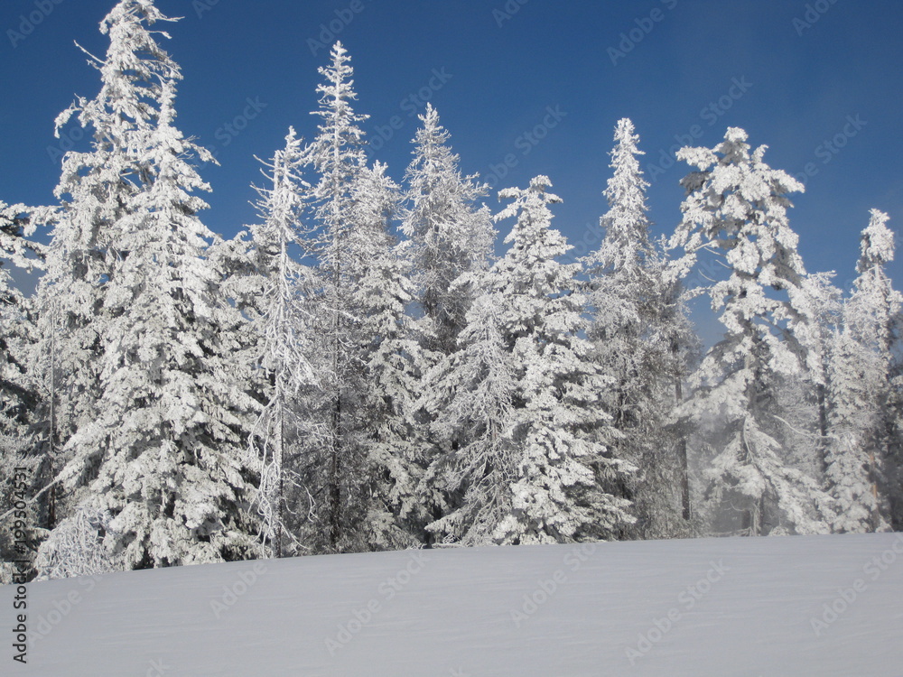 Snowy trees on a mountain