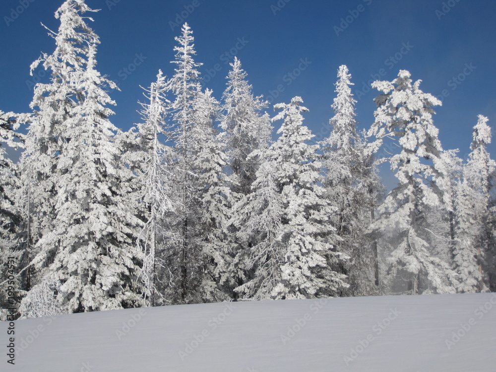 Snowy trees on a mountain Snowy trees on a mountain