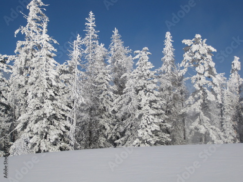 Snowy trees on a mountain