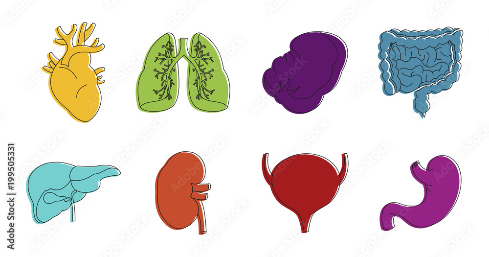 Internal organs icon set, color outline style