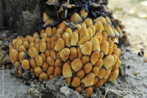 Wild mushrooms  in the wild nature
