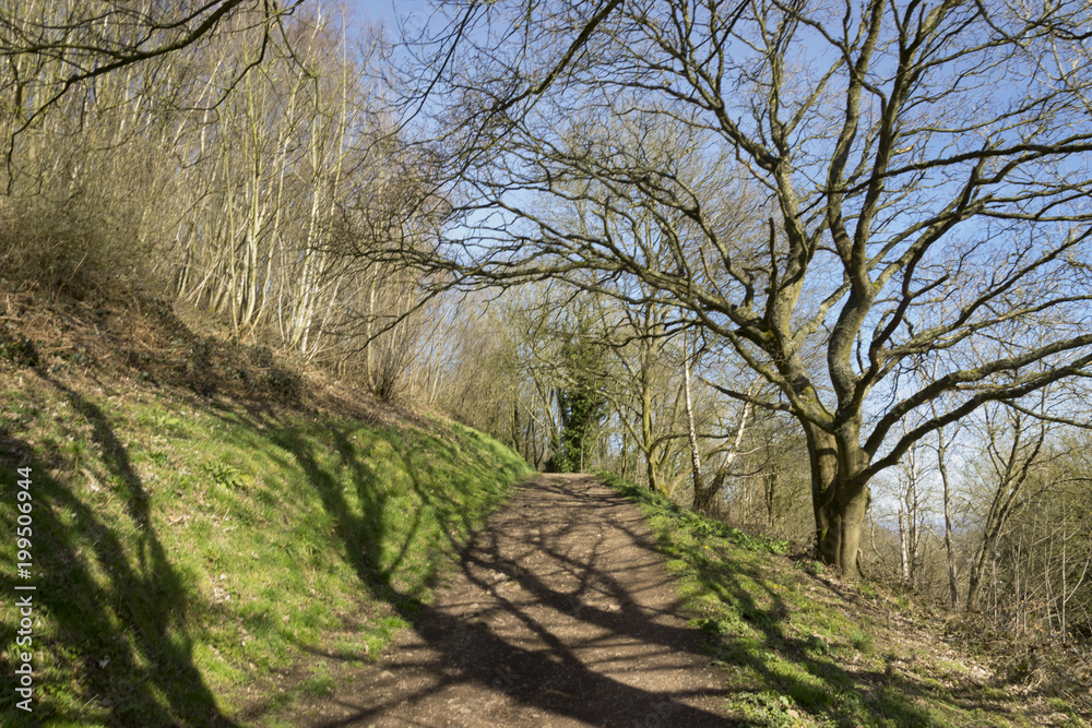 Treelined path on the Malvern Hills Worcestershire