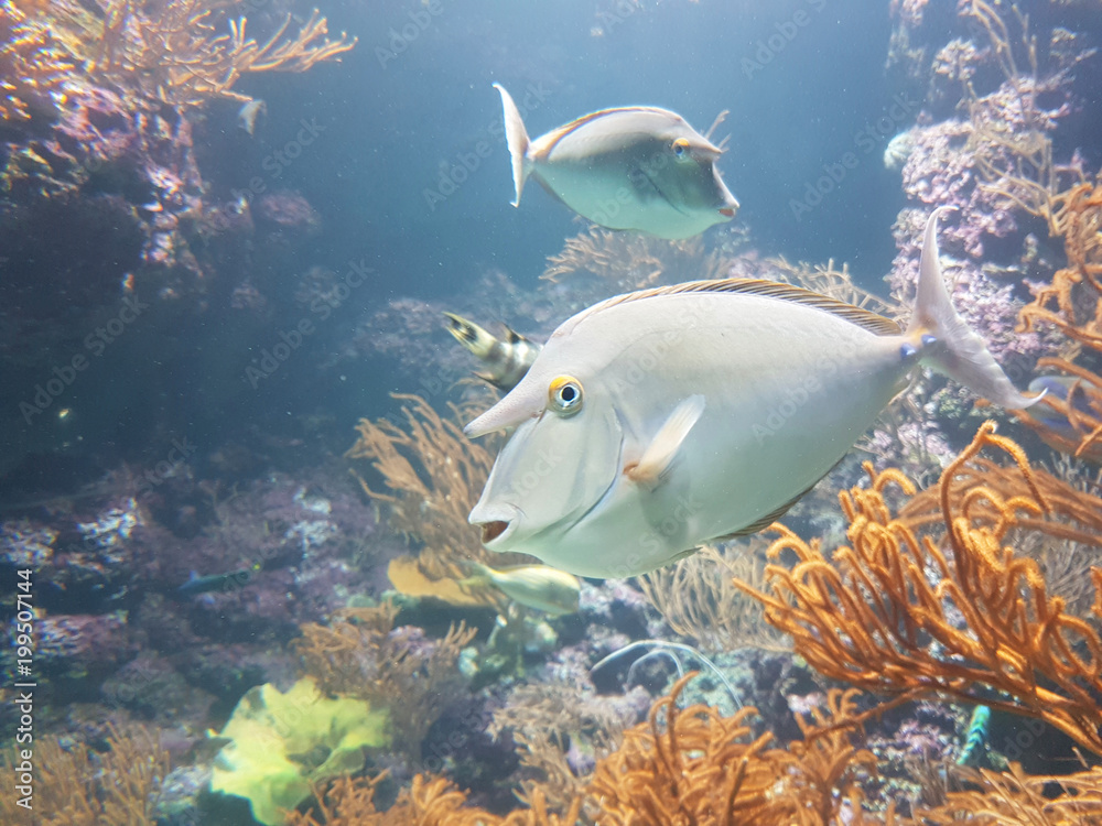 Obraz premium fishes