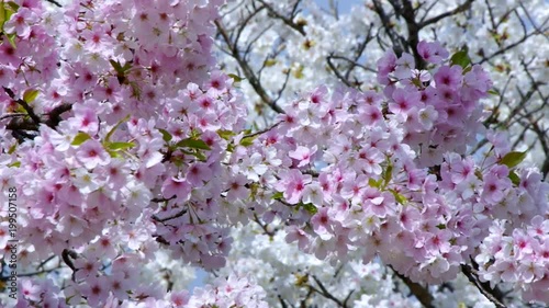 Wallpaper Mural 満開の桜 Torontodigital.ca