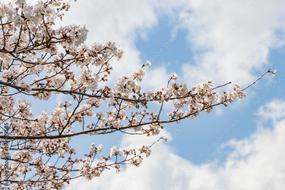 新横浜公園の桜