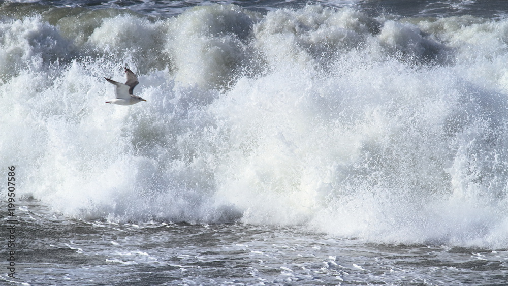 荒海とカモメ（16：9）　Rough sea and seagull