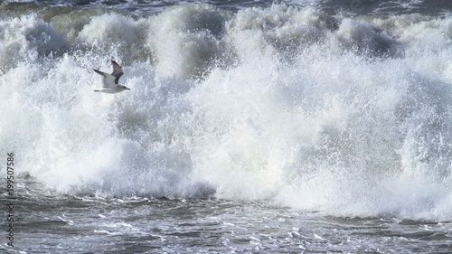 荒海とカモメ（16：9）　Rough sea and seagull