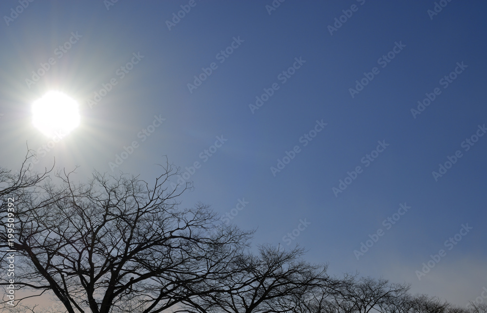 冬 木 逆光 空 太陽 素材 Stock Photo Adobe Stock