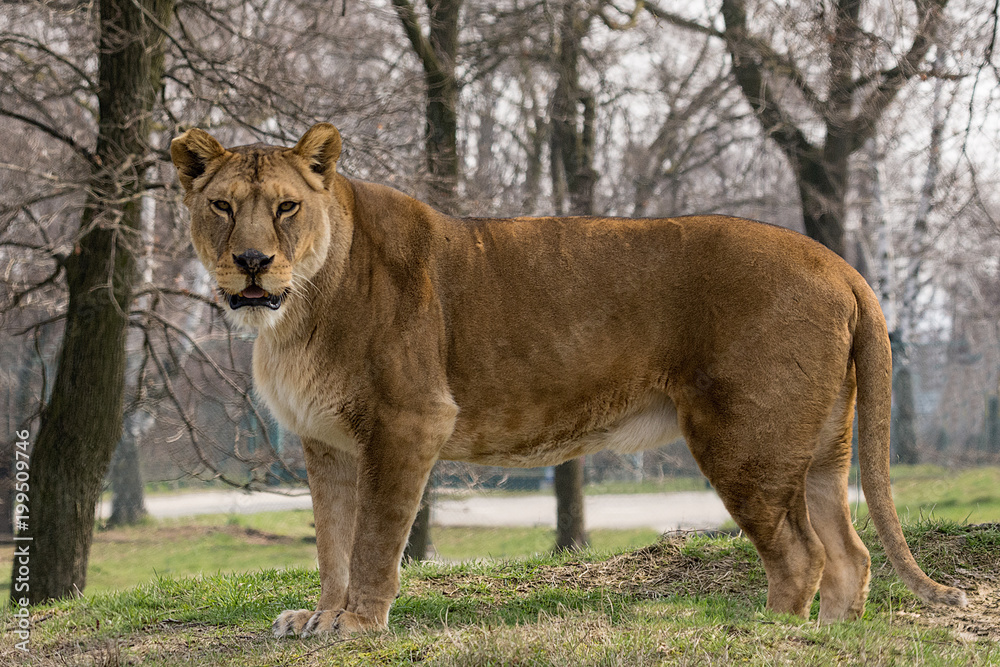 the lioness stands and looks at you the lioness stands and looks at you
