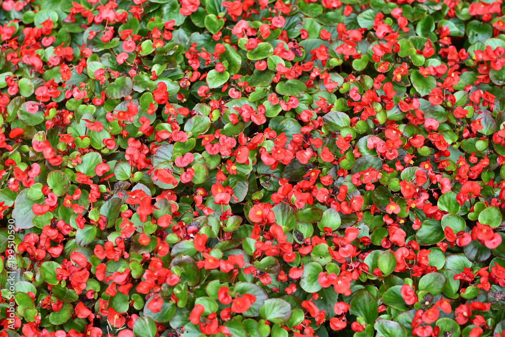 Beautiful red begonia Flowers background  