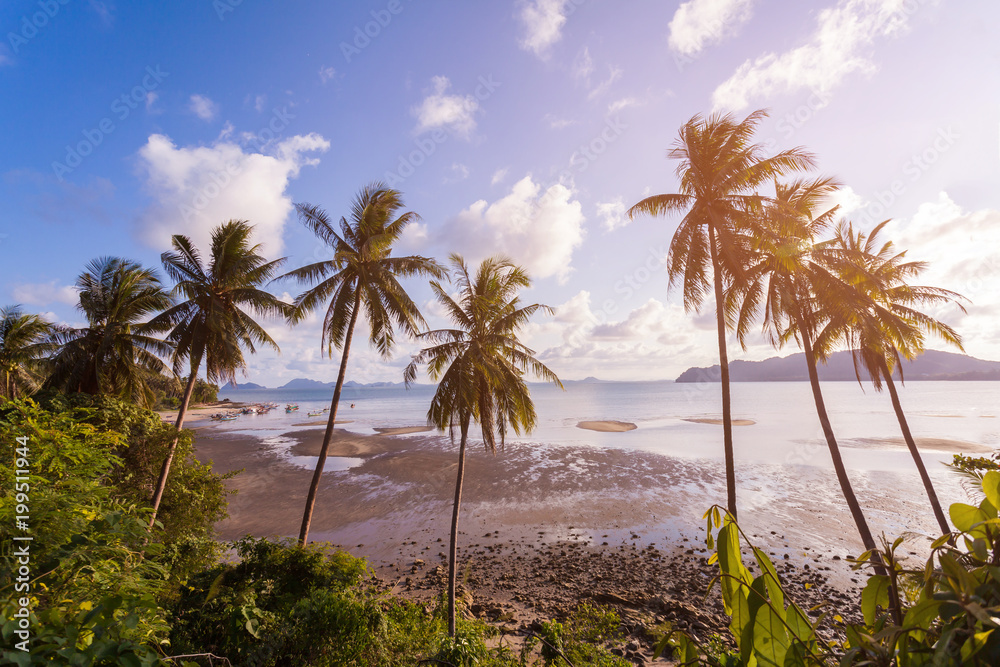 Tropical landscape with palm trees.selective focus.