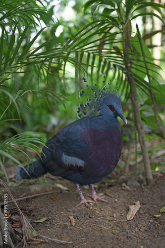 鳥さん