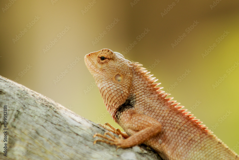 Obraz premium brown Chameleon breed of Thailand asia