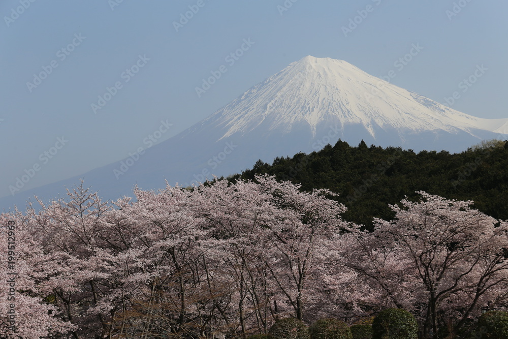 Fototapeta premium Mt Fuji i kwiat wiśni