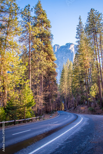 road through forest at Yosemite
