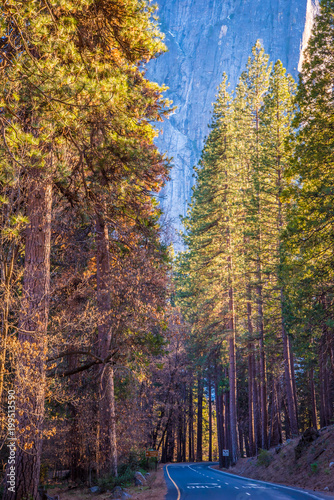 Fototapeta Naklejka Na Ścianę i Meble -  road through forest at Yosemite